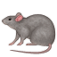 🐀